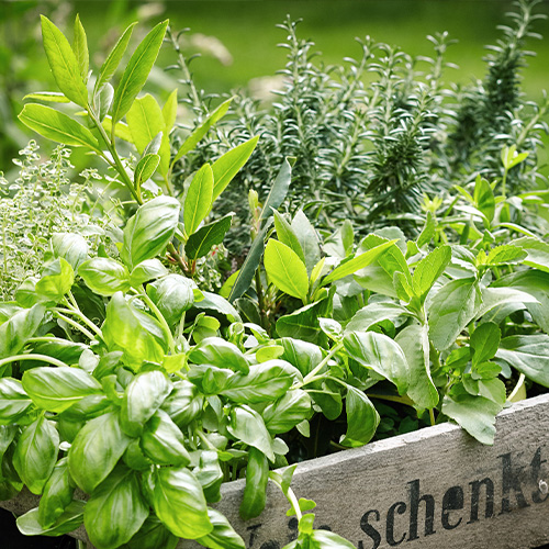 Growing herbs at home