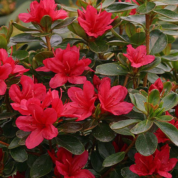 Azalea Hino Crimson 