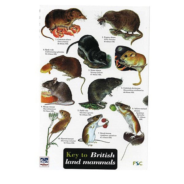 Buy Wildlife World Field Guide To British Land Mammals From Webbs ...