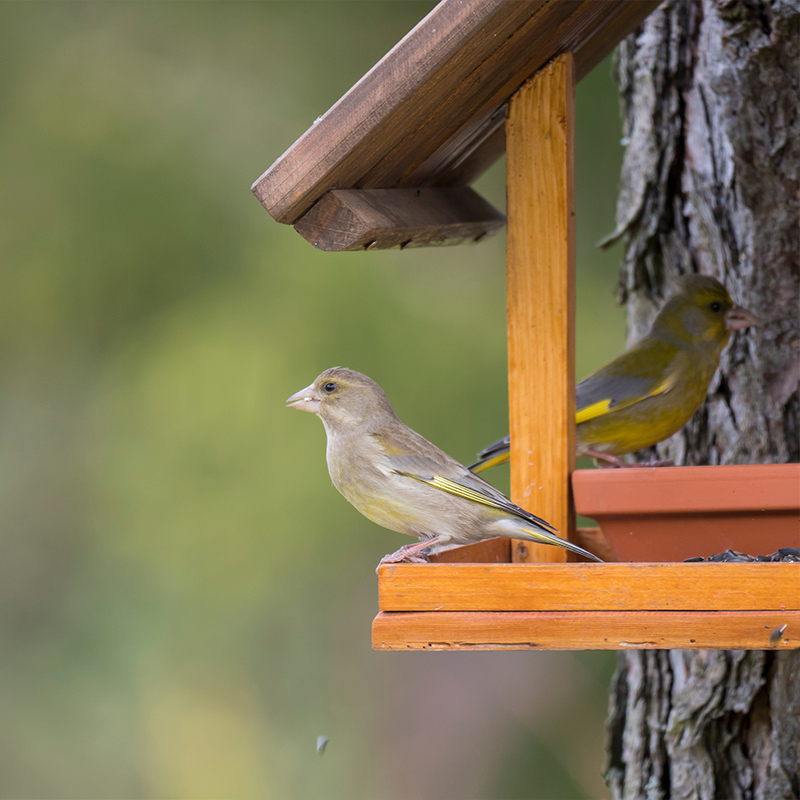 What height should a bird table be?