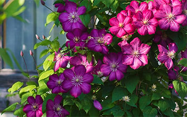 Buy Plants, Seeds and Bulbs Online | Webbs Garden Centre