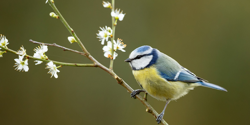 Attracting Birds To Your Farm: A Guide To Creating A