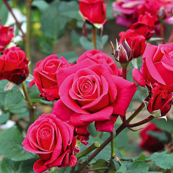 A Rose for Every Location | Webbs Garden Centre