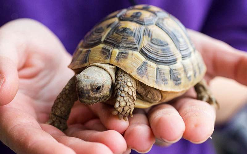 having a tortoise as a pet