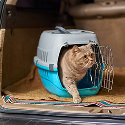 Cat Home & Travel Accessories