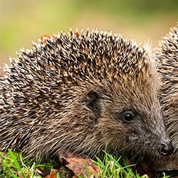 Garden Wildlife