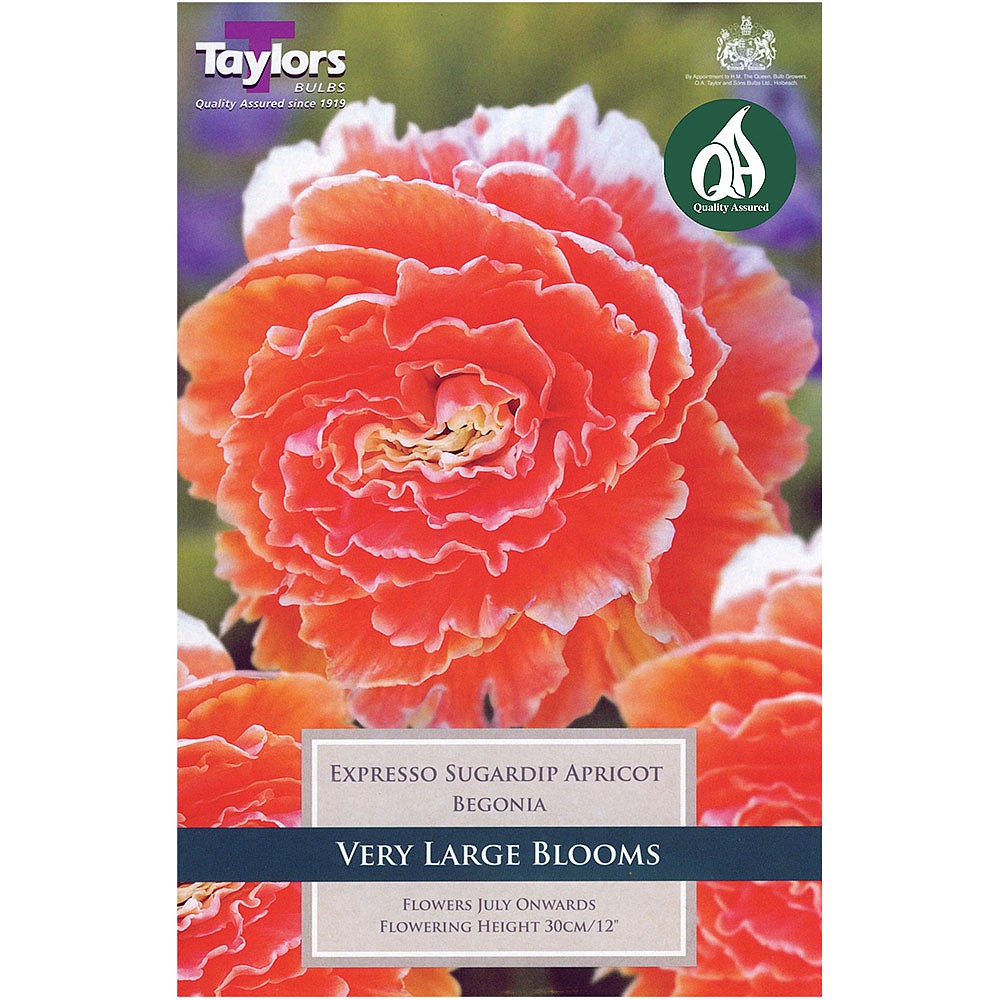 Begonia Expresso Sugardip Apricot (Pack of 2) | Begonia Bulbs | Webbs  Garden Centre