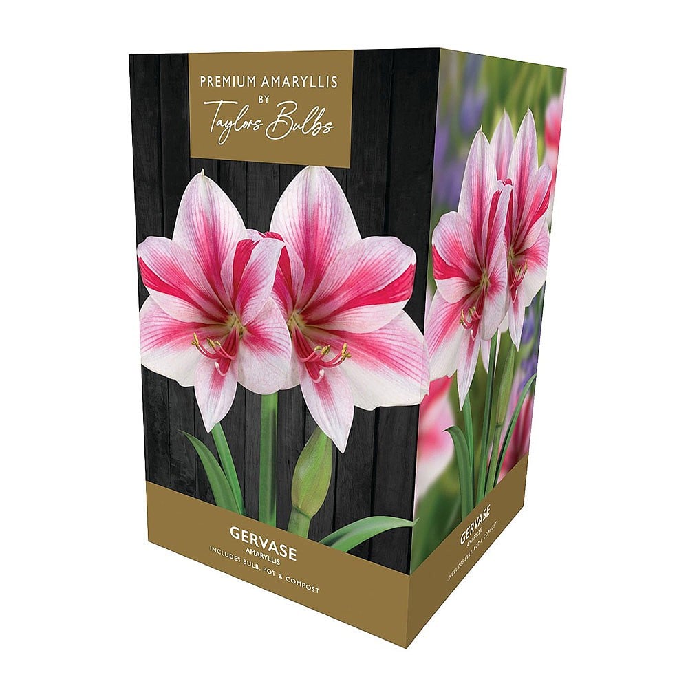 christmas amaryllis gift box