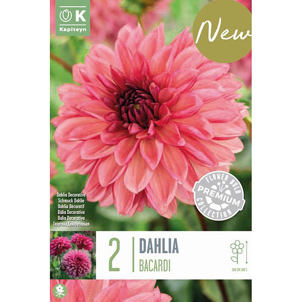 Dahlia 'Bacardi' (Pack of 2), Dahlia Tubers