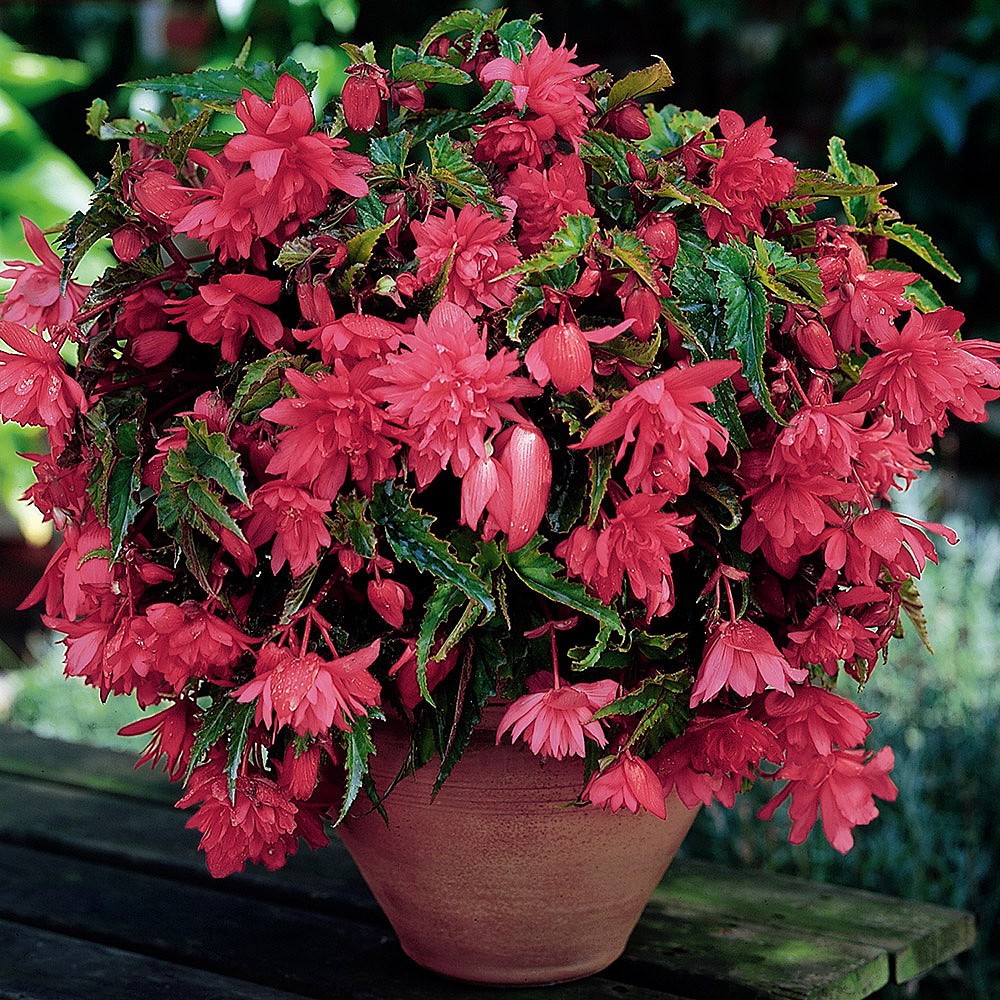 Begonia Pink Cascading (Pack of 3) | Begonia Bulbs | Webbs Garden Centre