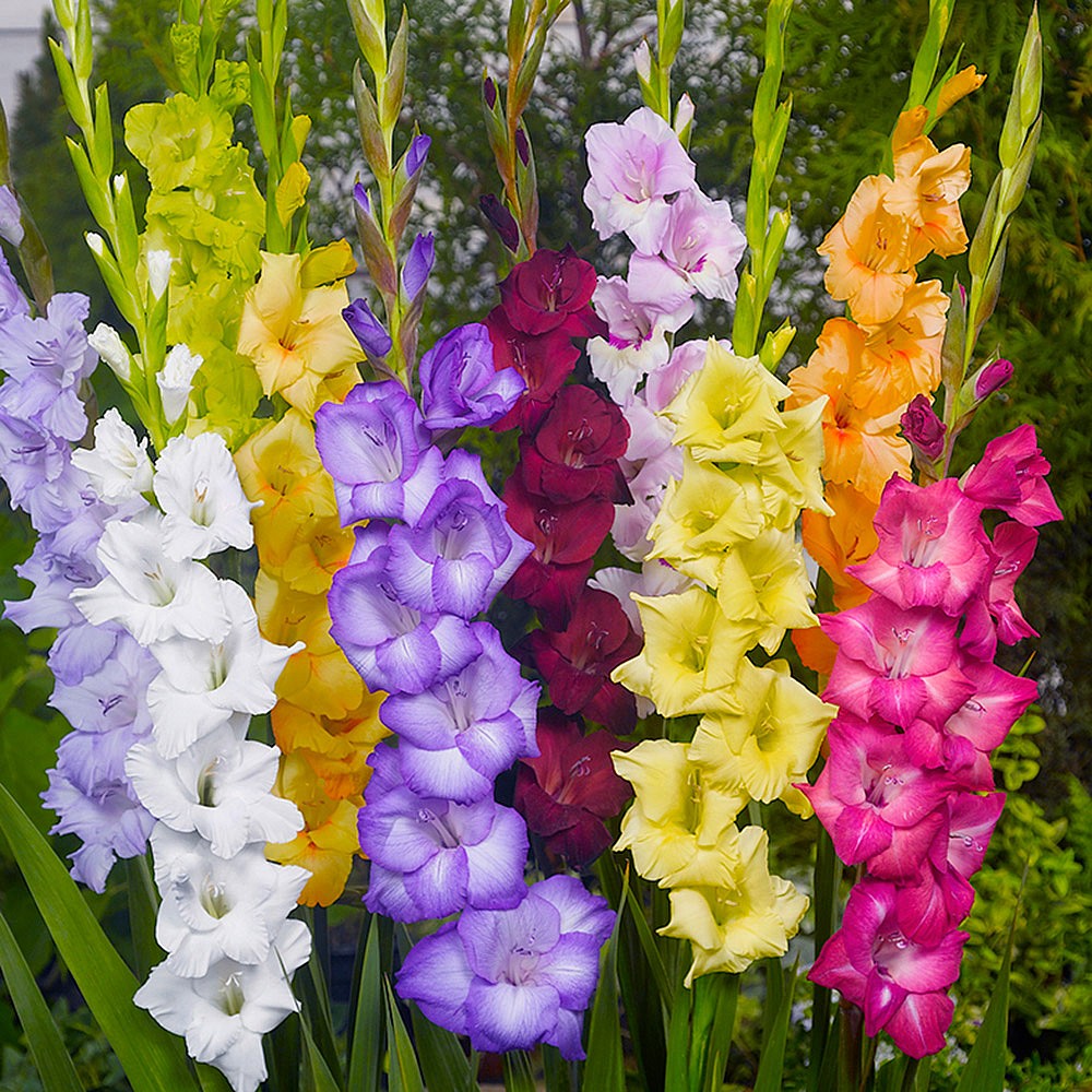 Gladiolo Floración Grande Mixta (Pack de 10) |  Bulbos de gladiolos |  Centro de jardinería Webbs