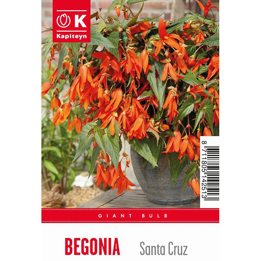 Begonia boliviensis 'Santa Cruz' (1 Bulb) | Begonia Bulbs | Webbs Garden  Centre