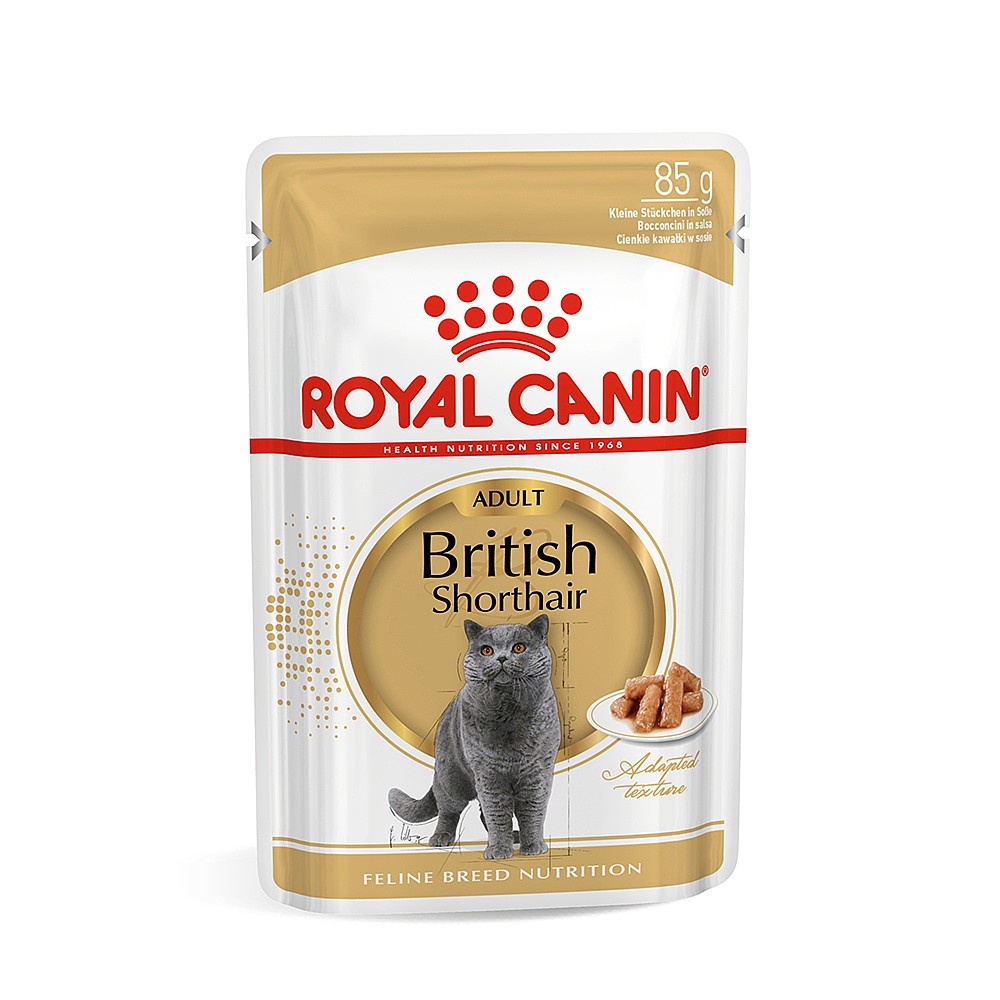 Royal 2025 british shorthair