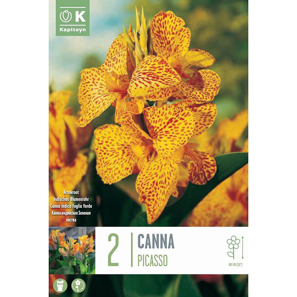 Canna indica Picasso (2 Bulbs) | Miscellaneous A-Z Bulbs | Webbs Garden  Centre