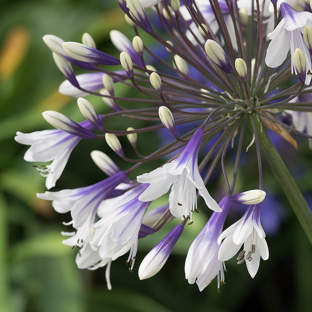 Agapanthus lighting deals