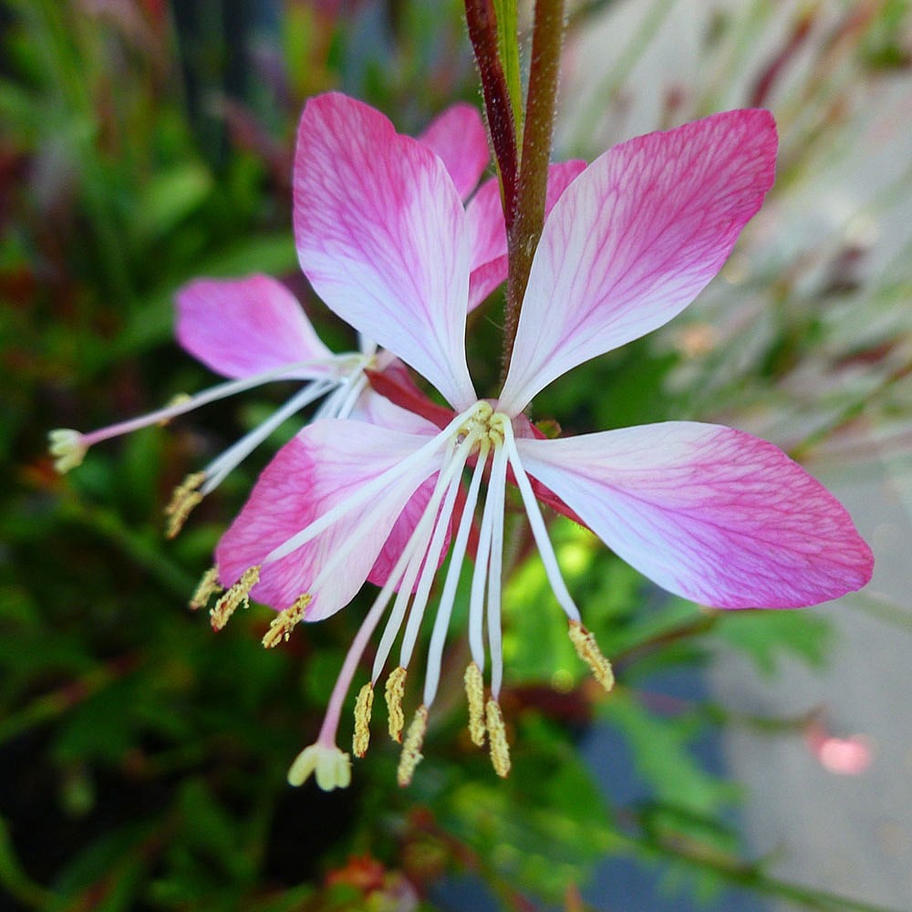 GAURA 靡い