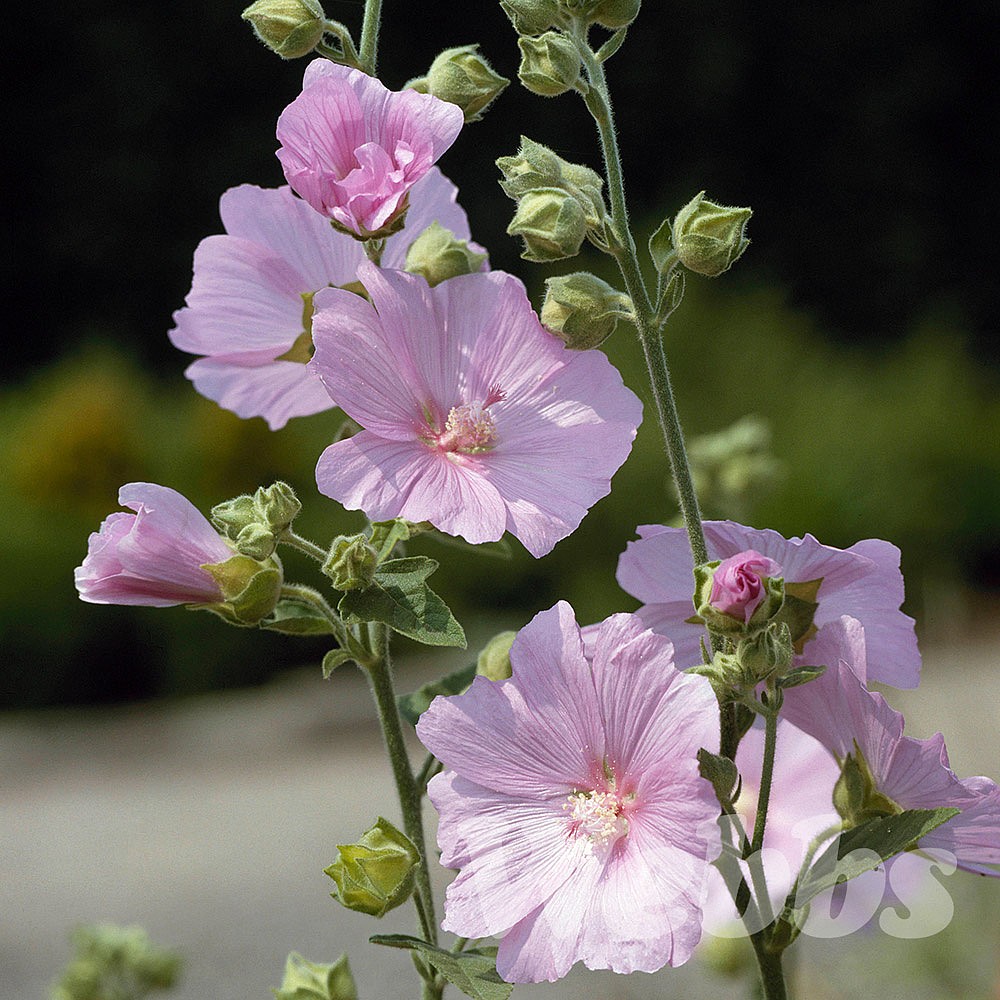 Lavatera X Clementii Candy Floss Shrubs Webbs Garden Centre