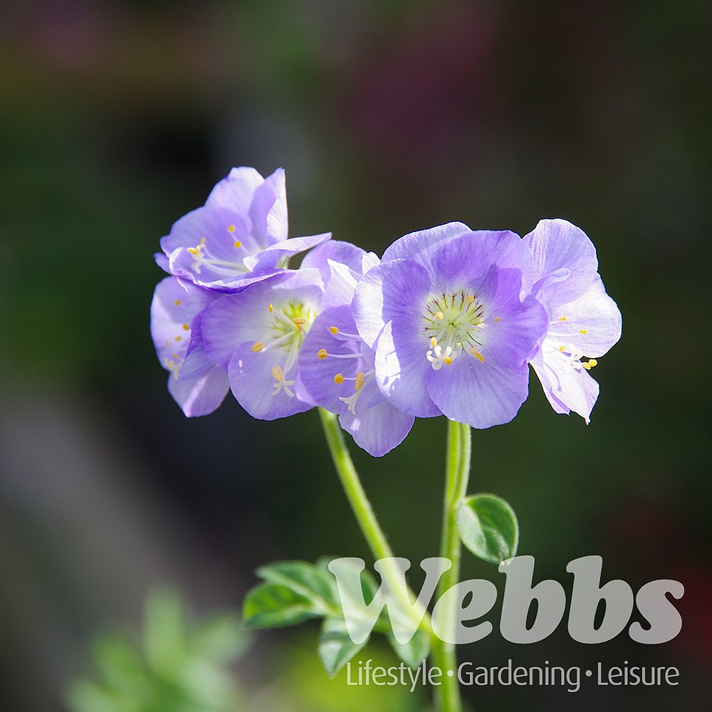 Polemonium Northern Lights Perennials Webbs Garden Centre