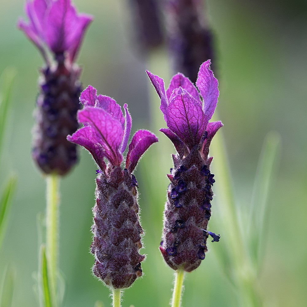 French Lavender