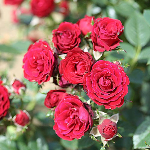 Ruby Wishes Patio Rose Patio Roses Webbs Direct Online