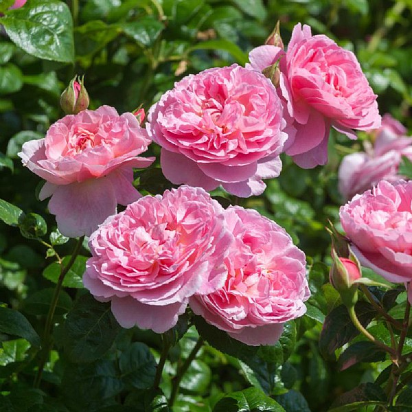 Buy Rose Plants Online Webbs Garden Centre