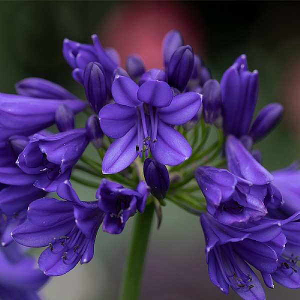 Agapanthus 'Blue thunder ®' (evergreen)