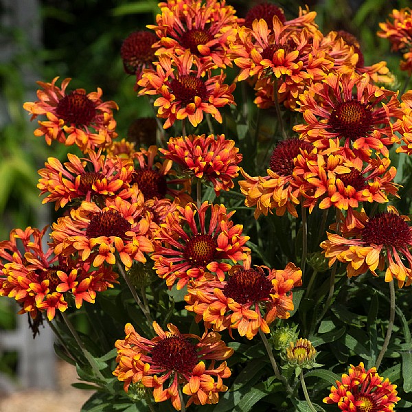 Gaillardia x grandiflora Fanfare Amber Glow Perennials Webbs Garden Centres