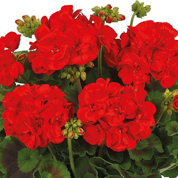 Geranium Red 