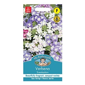 Mr Fothergills Verbena Scentsation Seeds