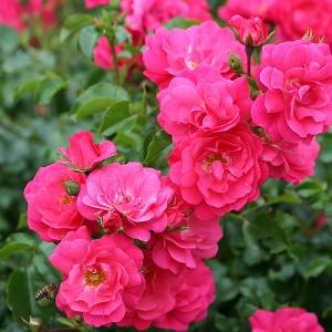 Flower Carpet Pink Supreme Rose 3L