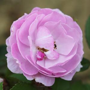 Lilac Bouquet Climbing Rose 4L