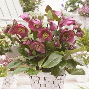 Helleborus Charmer 2L