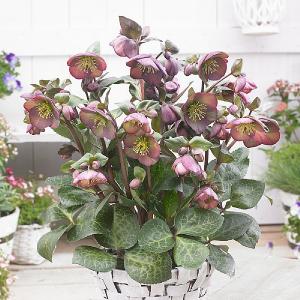 Helleborus Dana's Dulcet 2L