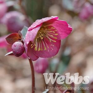 Helleborus Dorothy's Dawn 2L