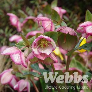 Helleborus Glenda's Gloss 2L