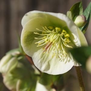 Helleborus Moondance 2L