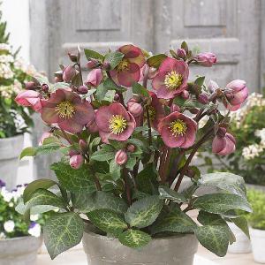 Helleborus Pippa's Purple 2L