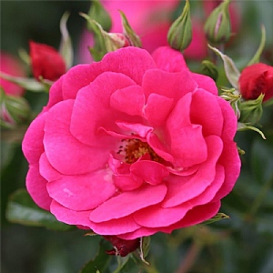 Flower Carpet Pink Climbing Rose 5L