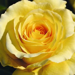 Sommergold Climbing Rose 4L Pot