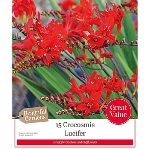 Crocosmia 'Lucifer' (15 Bulbs)