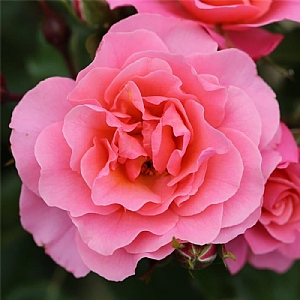 'Anne's Rose' Bush Rose 3L