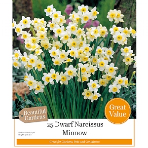 Narcissus 'Minnow' (25 Bulbs)