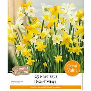 Narcissus 'Mixed Species' (25 Bulbs)