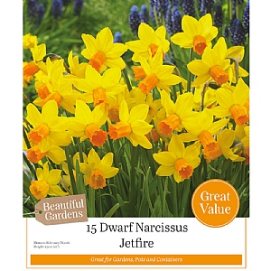 Narcissus 'Jetfire' (15 Bulbs)