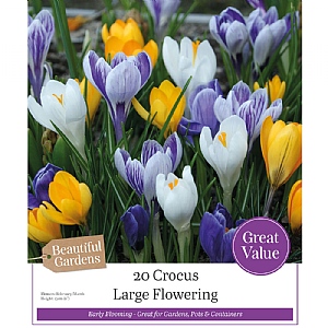 Crocus Large Flowering Mixed (25 Bulbs)