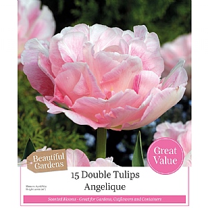 Tulip 'Angelique' (15 Bulbs)