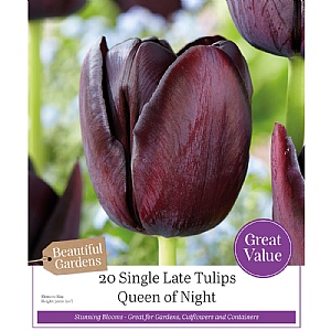 Tulip 'Queen of Night' (20 Bulbs)