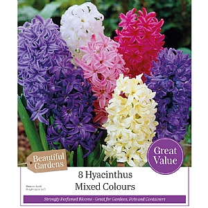 Hyacinths 'Mixed Colours' (8 Bulbs)