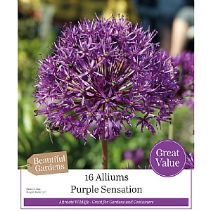 Allium hollandicum 'Purple Sensation' (16 Bulbs)