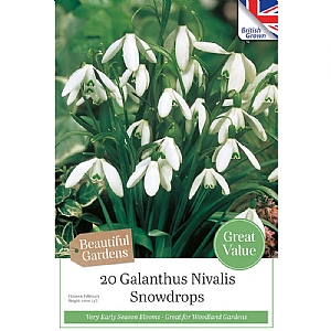 Galanthus nivalis - Common Snowdrop (20 Bulbs)